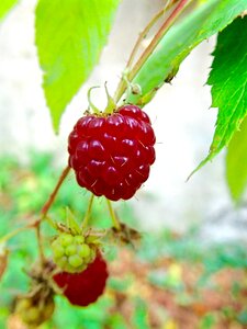 Plant red ripe