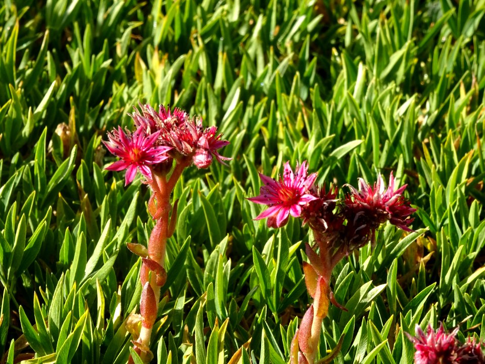 Joubarbe des montagnes, Sempervivum montanum, Crassulacées… 