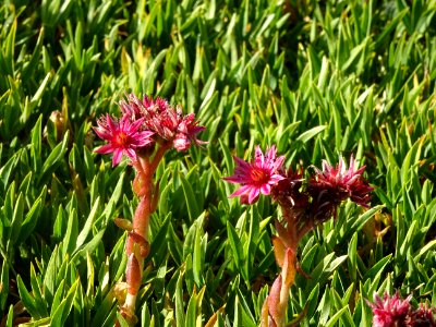 Joubarbe des montagnes, Sempervivum montanum, Crassulacées… 