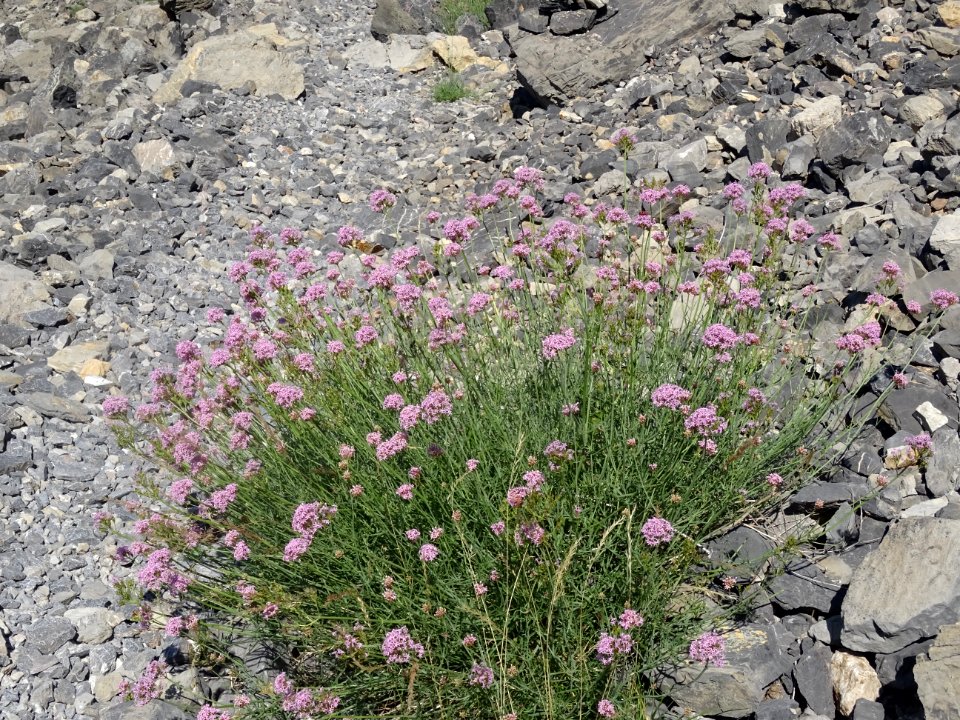 Centranthe à feuilles étroites, Centranthus angustifolius,… 