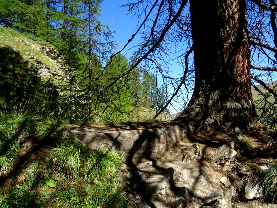 Le sentier passe par dessus la grosse racine d'un beau mél… 