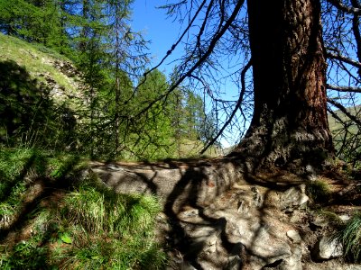 Le sentier passe par dessus la grosse racine d'un beau mél… 