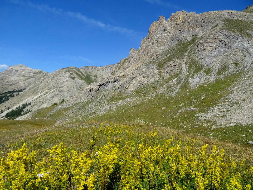 Une prairie envahie de Gaillet jaune, Galium verum, Rubiac… 