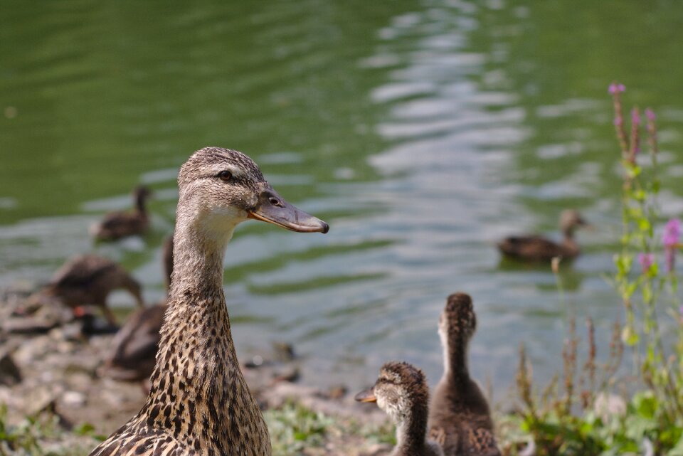Swannery casting park