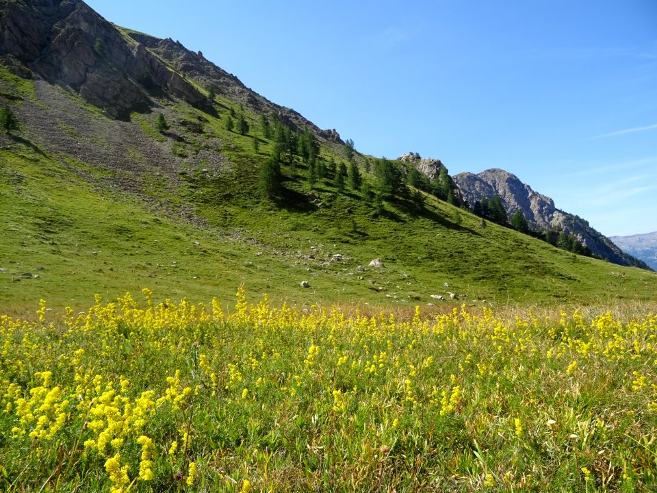 Une prairie envahie de Gaillet jaune, Galium verum, Rubiac… 