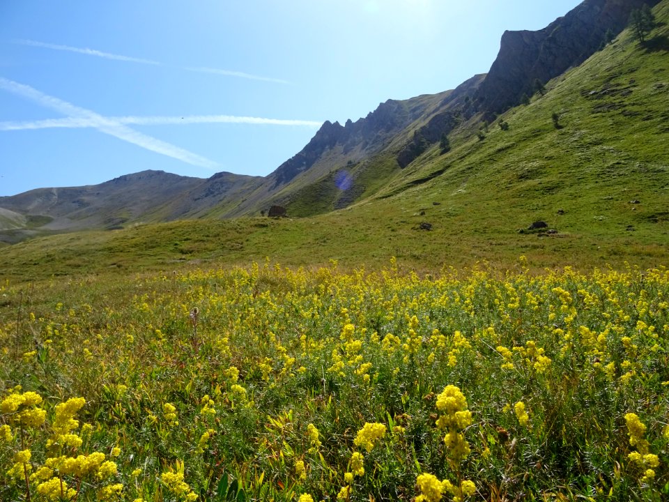 Une prairie envahie de Gaillet jaune, Galium verum, Rubiac… 