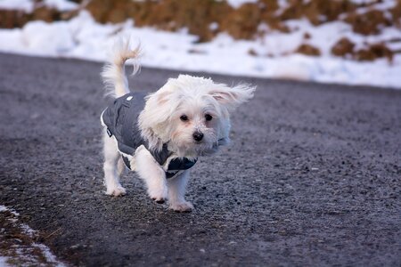 White maltese sweet
