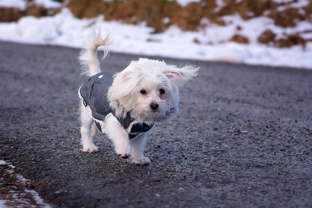 White maltese sweet photo