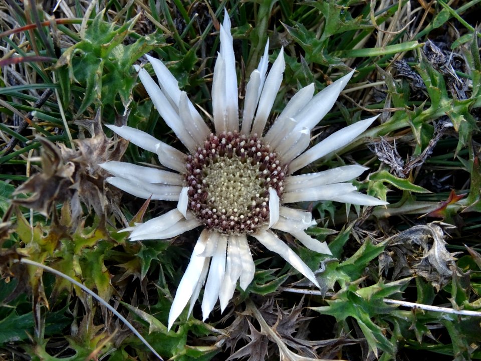 Carline acaule, Carlina acaulis, Astéracées 