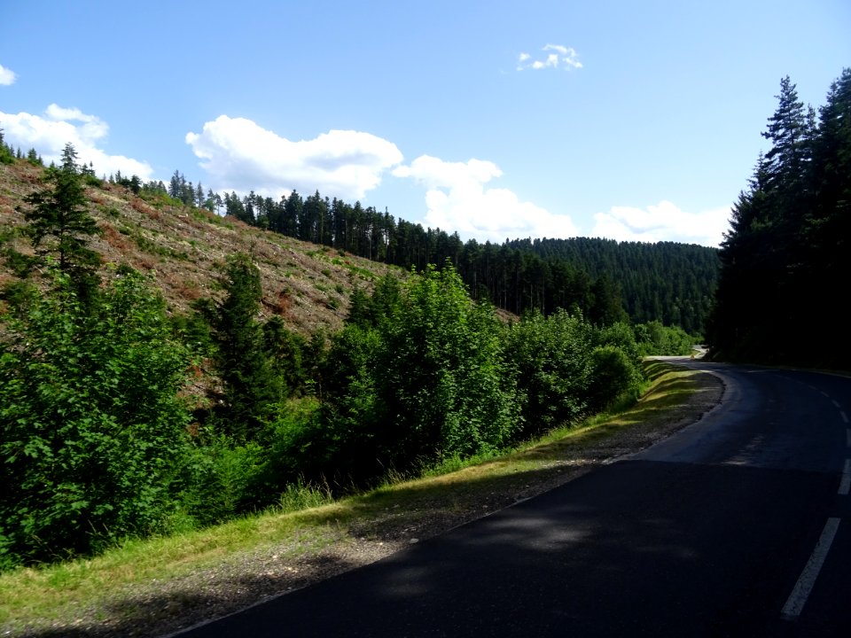Une colline avec une coupe à blanc, la route qui monte res… 