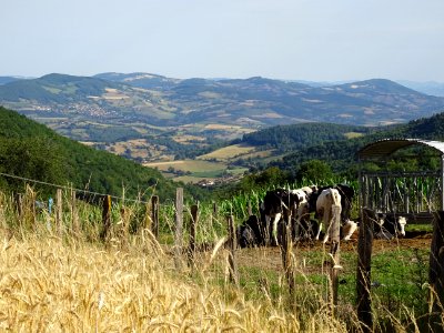 Prairies, vaches, maïs, bois et cultures, monts du Lyonnai… 