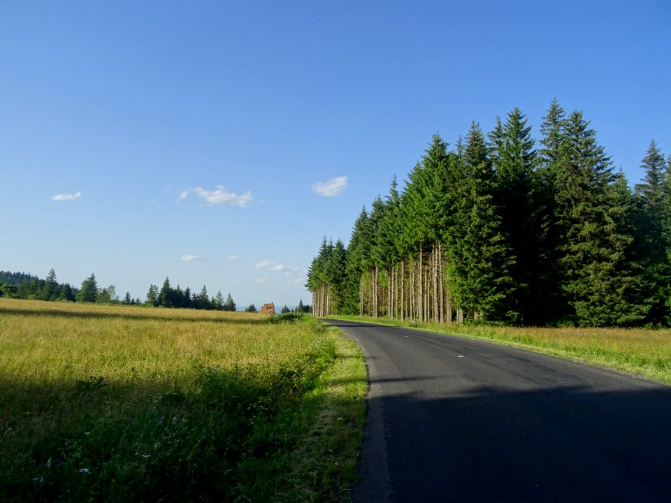 Sapinière, près de la Zone Nordique du Meygal, Haute-Loire… 
