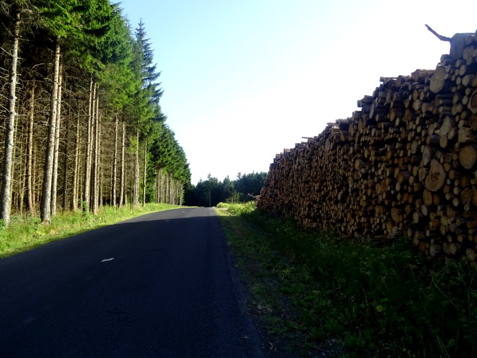 Bois coupé, près de la Zone Nordique du Meygal, Haute-Loir… 