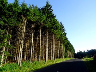Sapinière, près de la Zone Nordique du Meygal, Haute-Loire… 