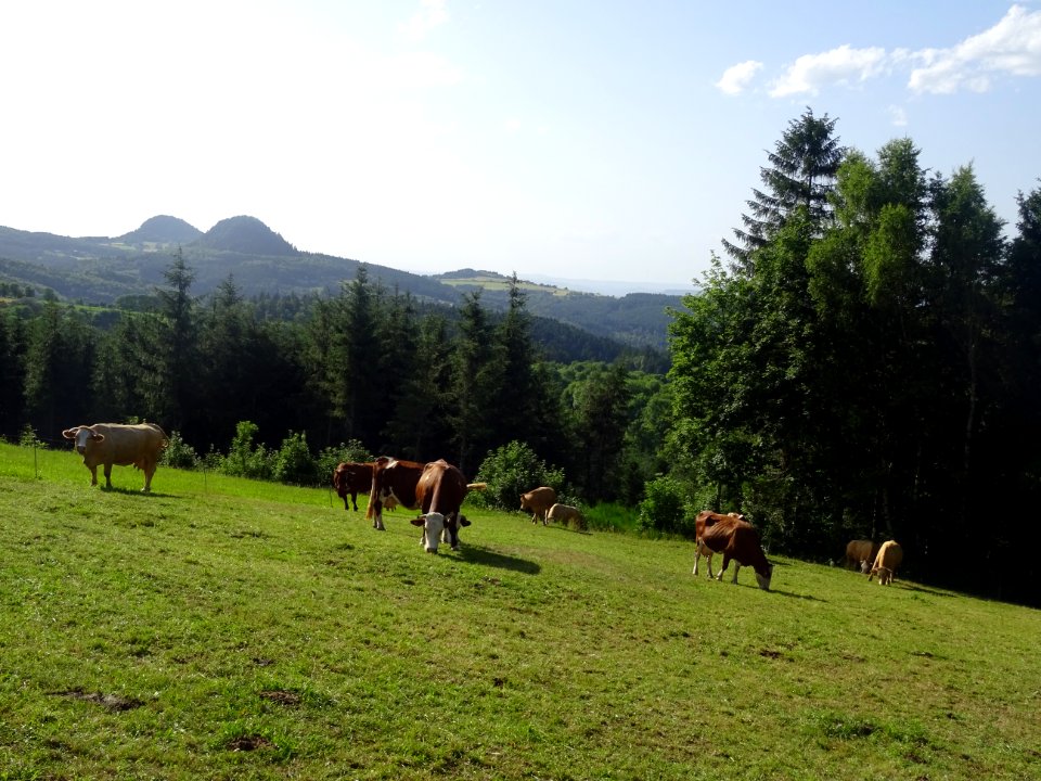 Des vaches et des sucs ... en Haute-Loire 