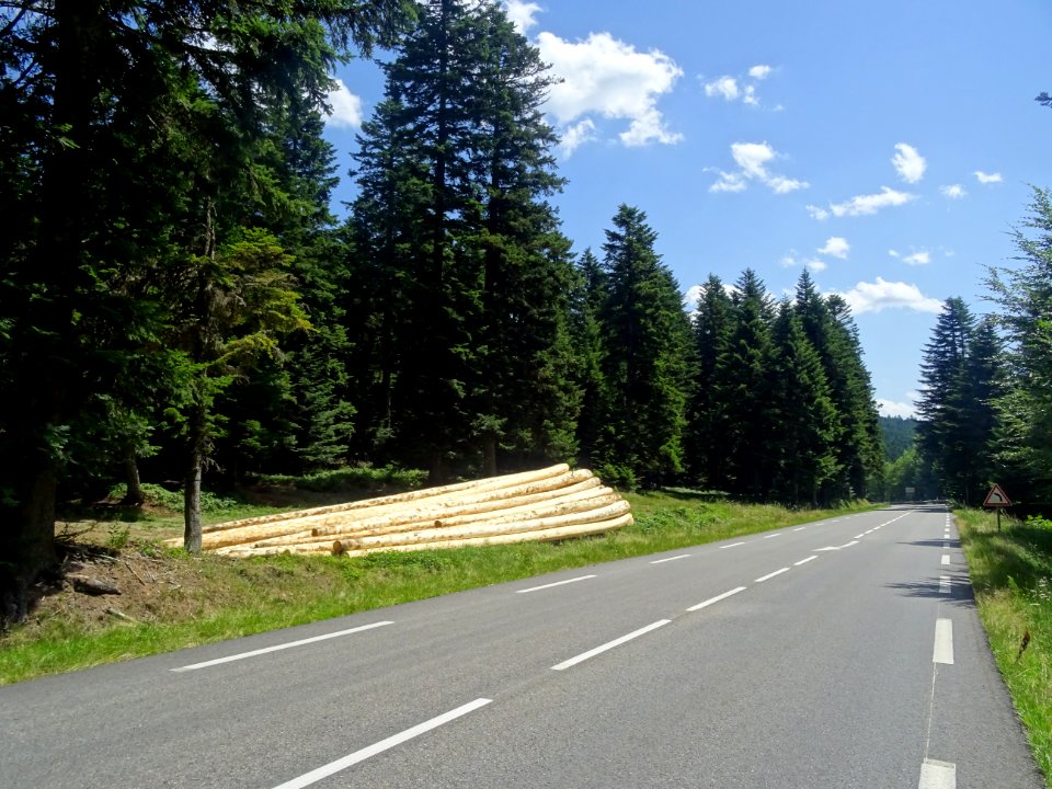 Des grumes écorcées le long de la route, juste après le Co… 