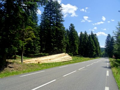 Des grumes écorcées le long de la route, juste après le Co… 