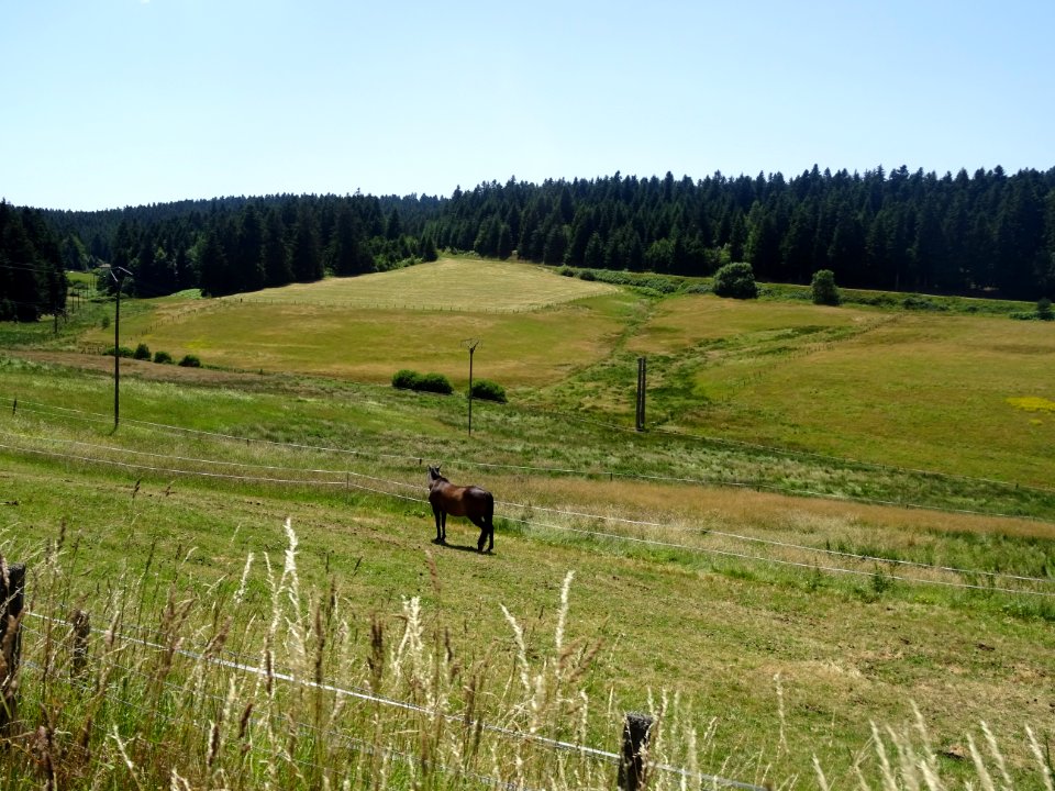 Un cheval au pré, Loire 