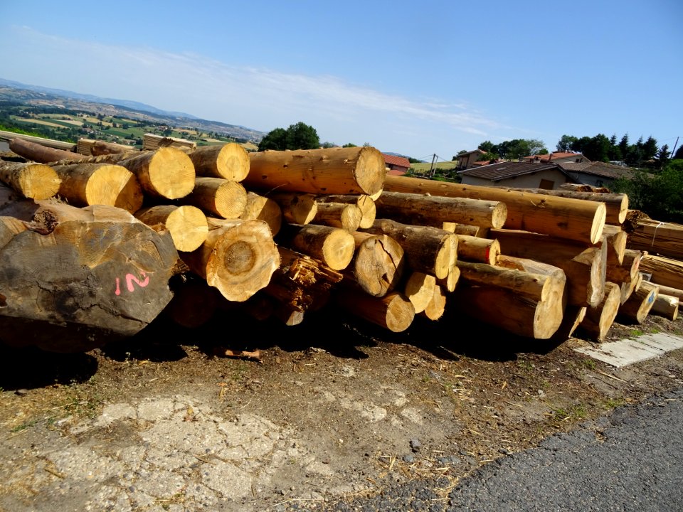 Grumes écorcées, scierie de Grammond, Loire 