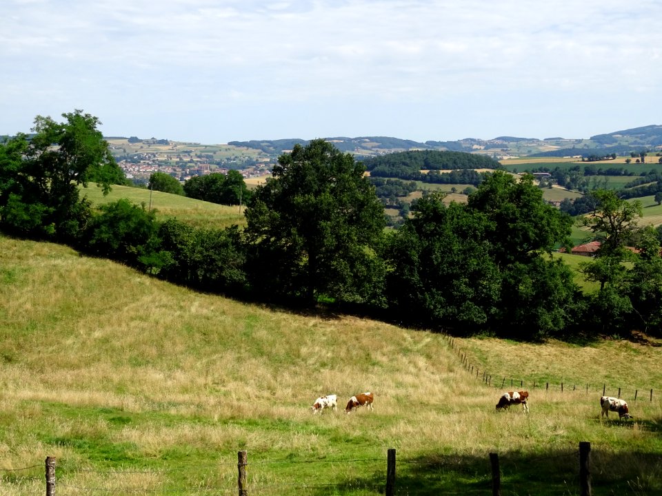 Des vaches, au loin vue sur l'église collégiale du XVème s… 