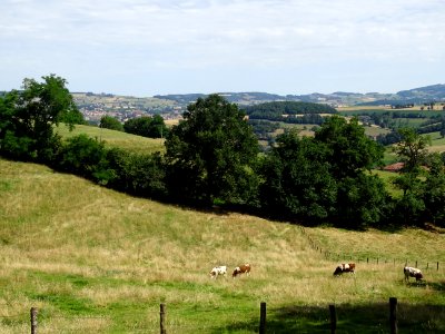 Des vaches, au loin vue sur l'église collégiale du XVème s… 