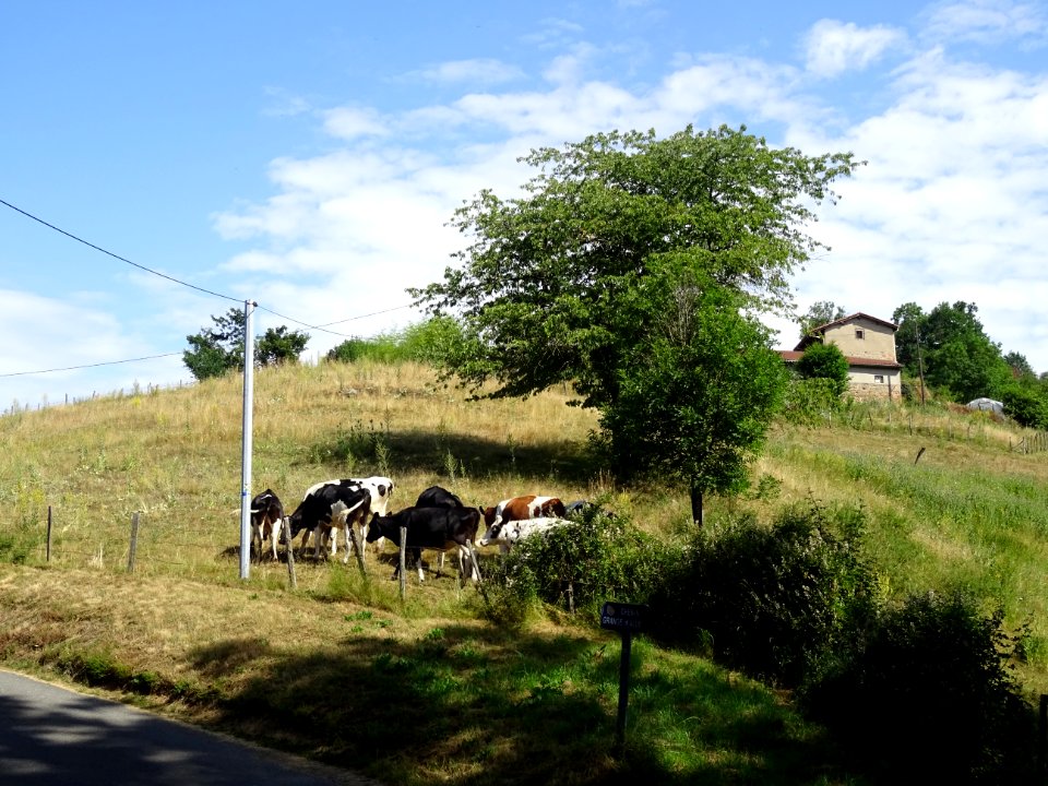 Des vaches au lieu-dit Chemin Grange d'Allier, St-Sympho… 