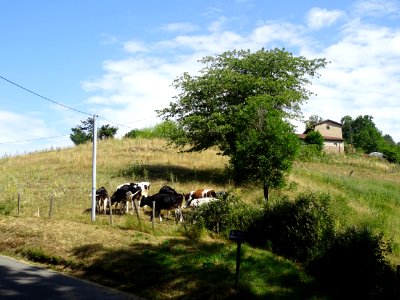 Des vaches au lieu-dit Chemin Grange d'Allier, St-Sympho… 