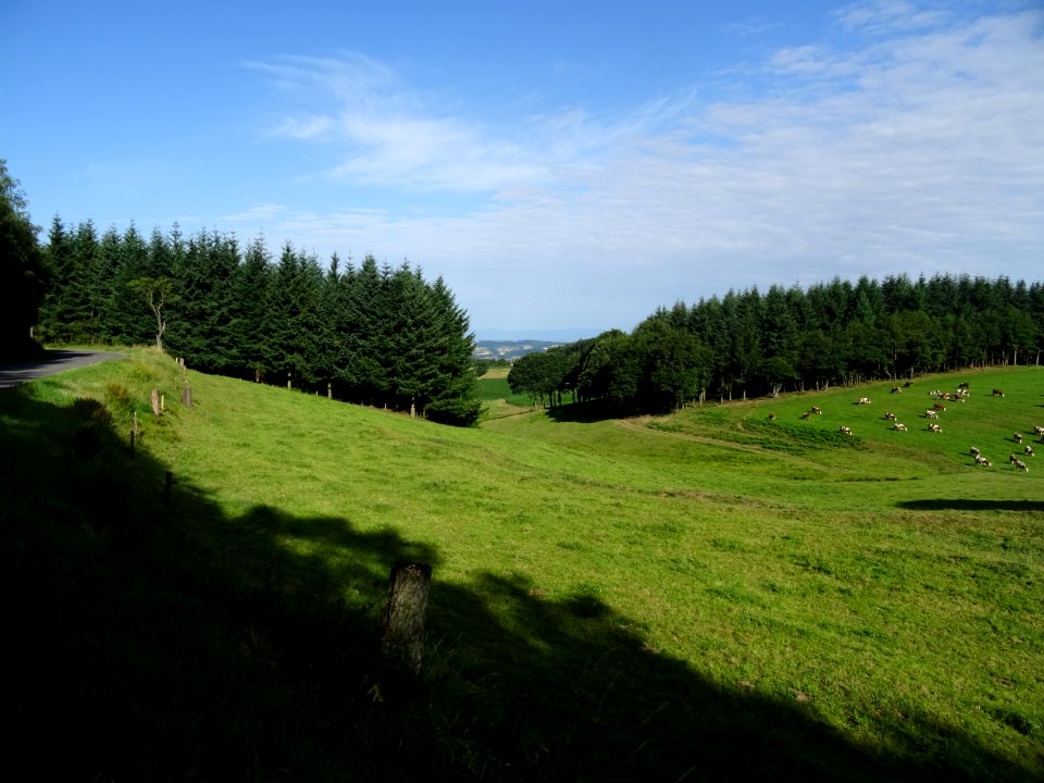 Prairies, bétail et forêts, monts du Lyonnais en allant ve… 