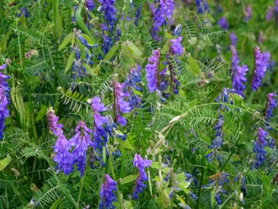 Des touches de couleur bleu et violet ... Vesce craque, Vi… 