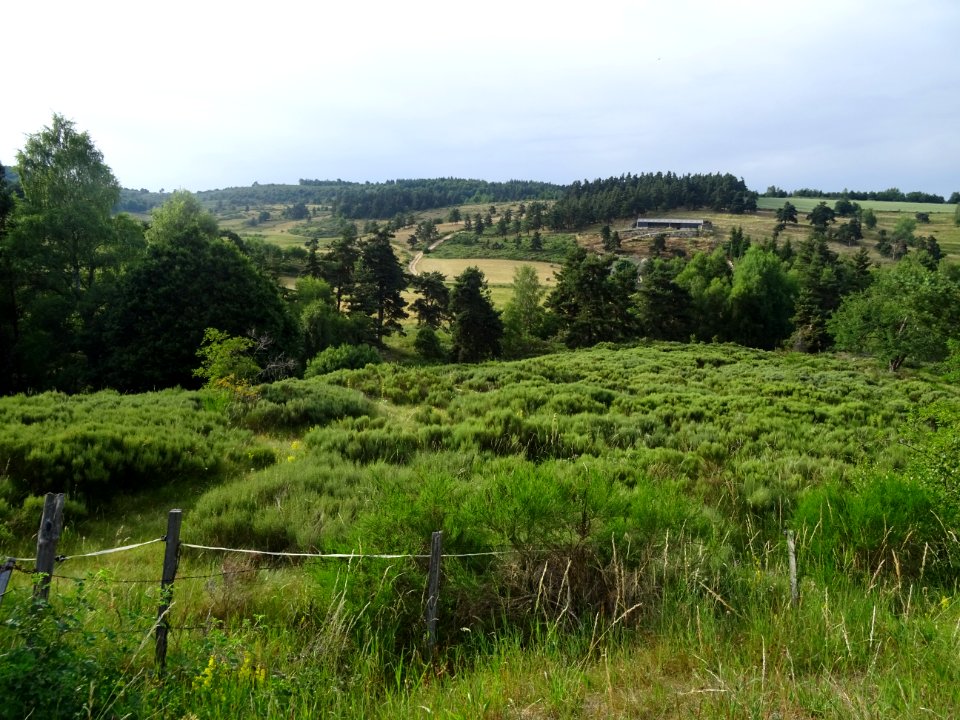 Paysage de genêts, pins, bouleaux, prairies et champs, apr… 