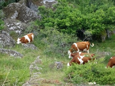 Des vaches dans le maquis, entre Langogne et Chaudeyrac, L… 