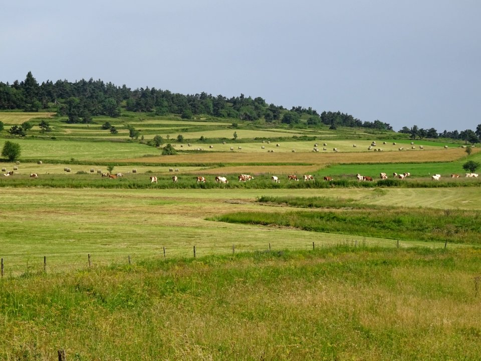 Vaches et bottes de foin roulées à l'infini ... Haute-Loir… 