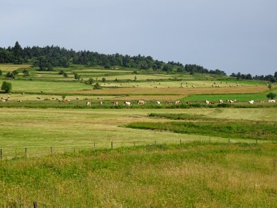 Vaches et bottes de foin roulées à l'infini ... Haute-Loir… 
