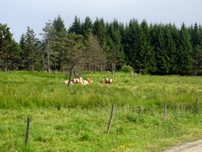 Encore des vaches ... ! 