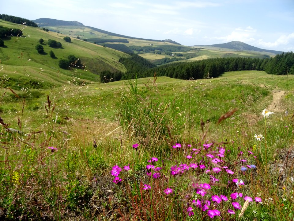 Oeillet des chartreux, paysage à la limite de la Haute-Loi… 