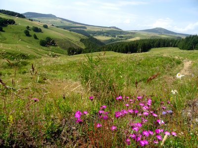 Oeillet des chartreux, paysage à la limite de la Haute-Loi… 