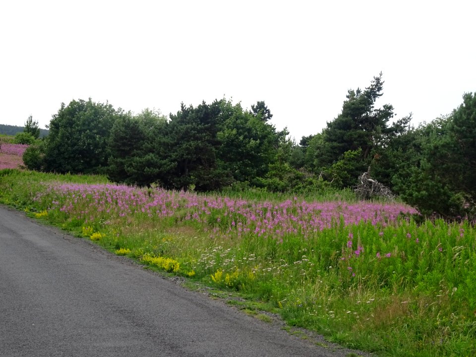 Des centaines d'épilobes égayent les bords de la route 