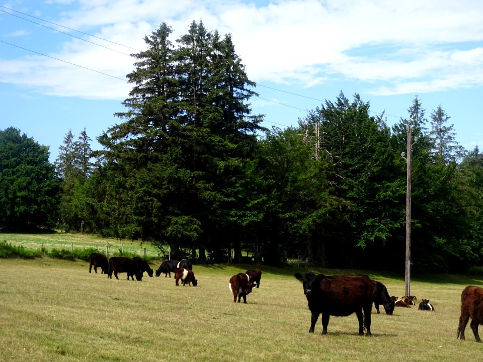 Des vaches à longs poils brun noir, (race Galloway = race … 