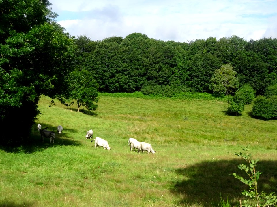 Des vaches au pré, entre Fraysse-sur-Agout et le col du Tr… 