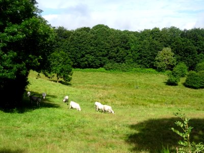 Des vaches au pré, entre Fraysse-sur-Agout et le col du Tr… 