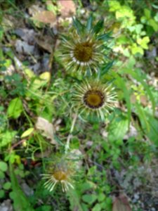 Carline commune, Carlina vulgaris, Astéracées 