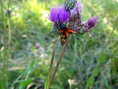 Cirse de Montpellier, Cirsium monspessulanum, Astéracées 