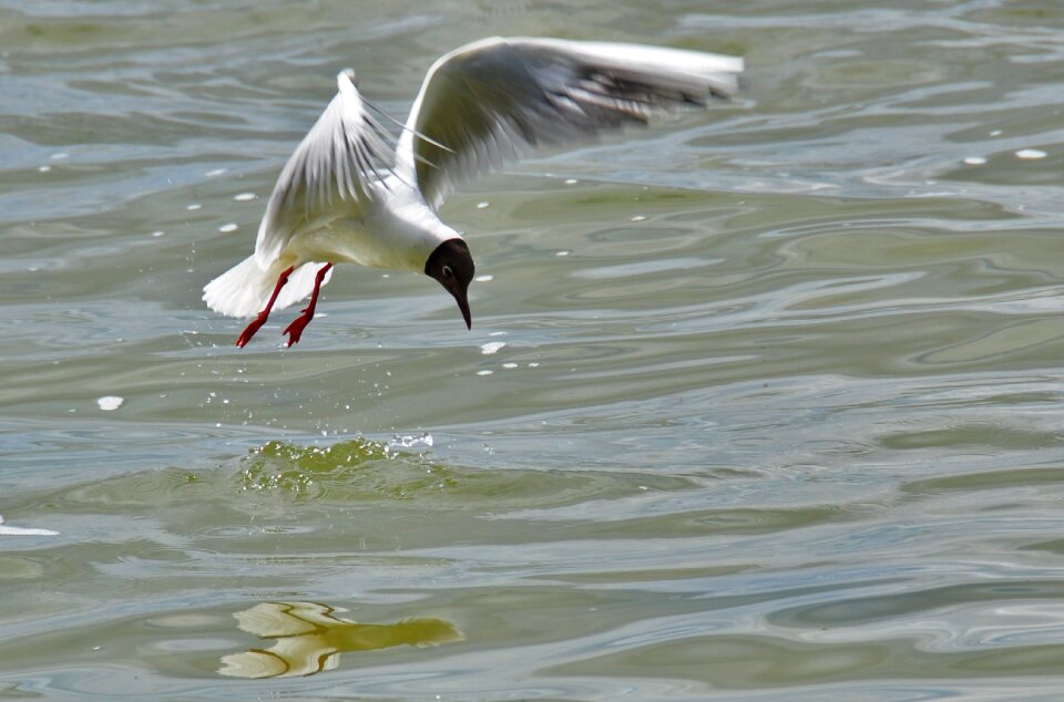 Water bird seagull flight