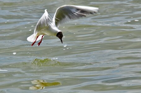 Water bird seagull flight photo