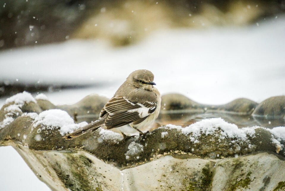 Gray natural ornithology