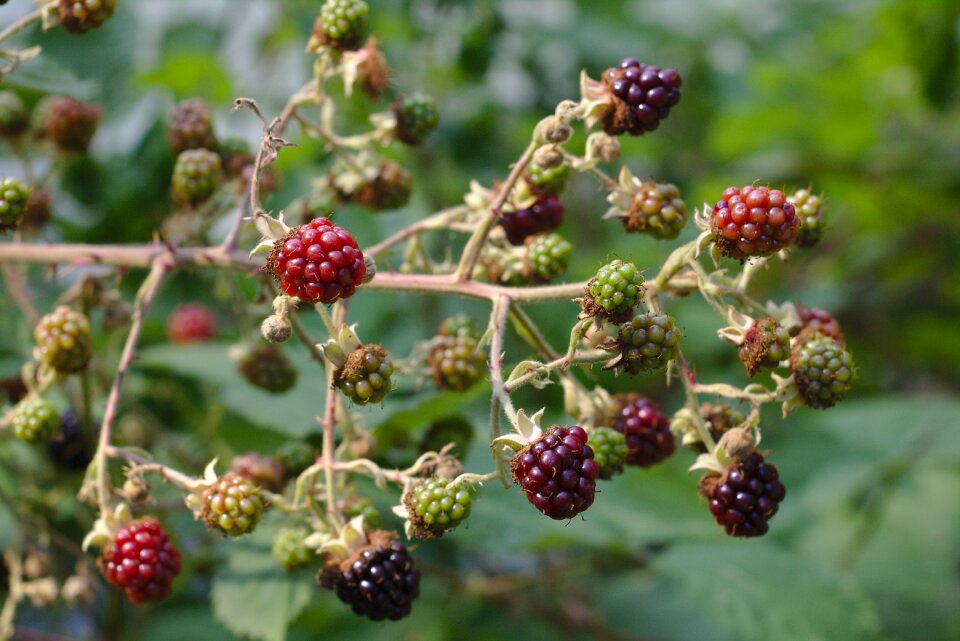 Blackberries red brown