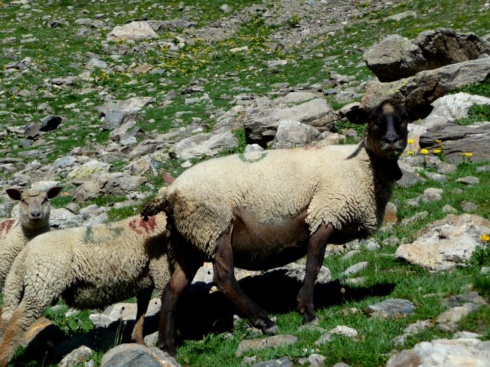 Moutons sous le Pas de la Cavale 
