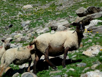 Moutons sous le Pas de la Cavale 