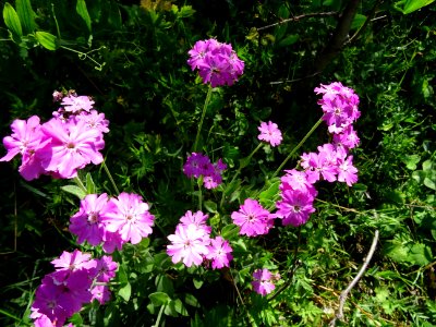 Oeillet de dieux, Lychnis flos-jovis = Silene flos-jovis, … 
