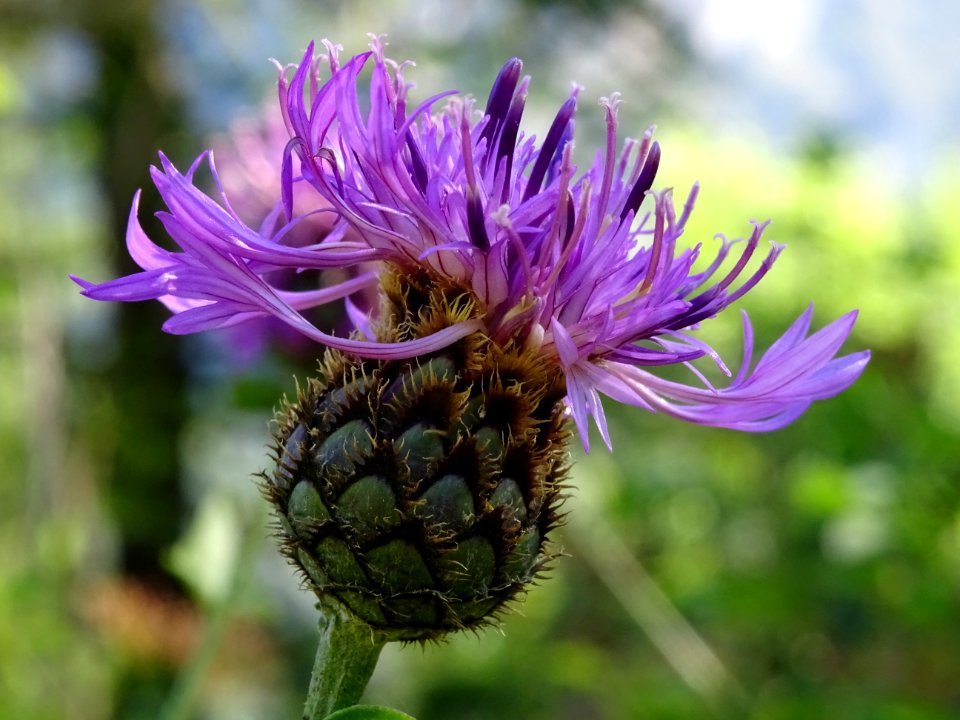 Centaurée scabieuse, Centaurea scabiosa subsp. scabiosa, A… 